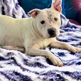 Enlarge Raven, a Adoptable mixed breed in Joliet, IL image 3/4