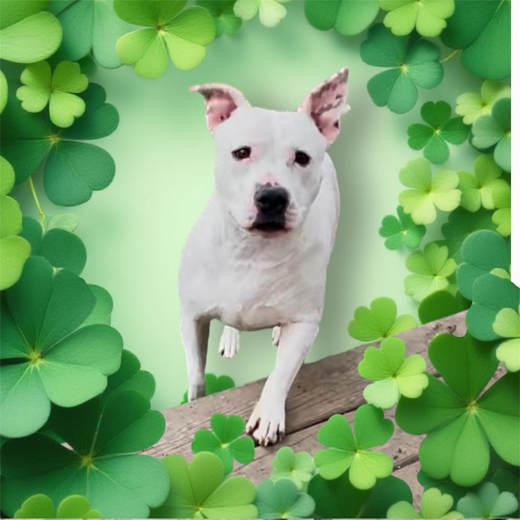 Raven, Adoptable, Adult Female Pit Bull Terrier & Mixed Breed.