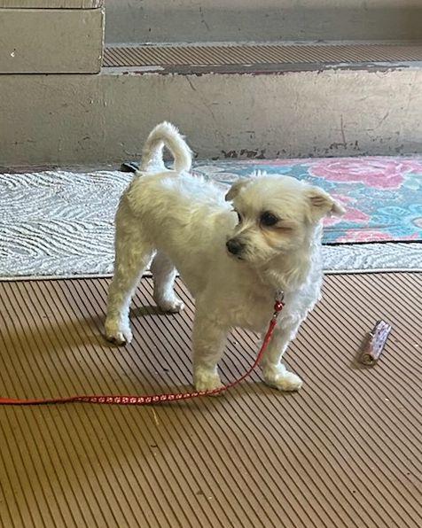 Enlarge LILLY (ohiosdrescue@gmail.com), a ADOPTABLE Maltese in Elyria, OH image 4/4