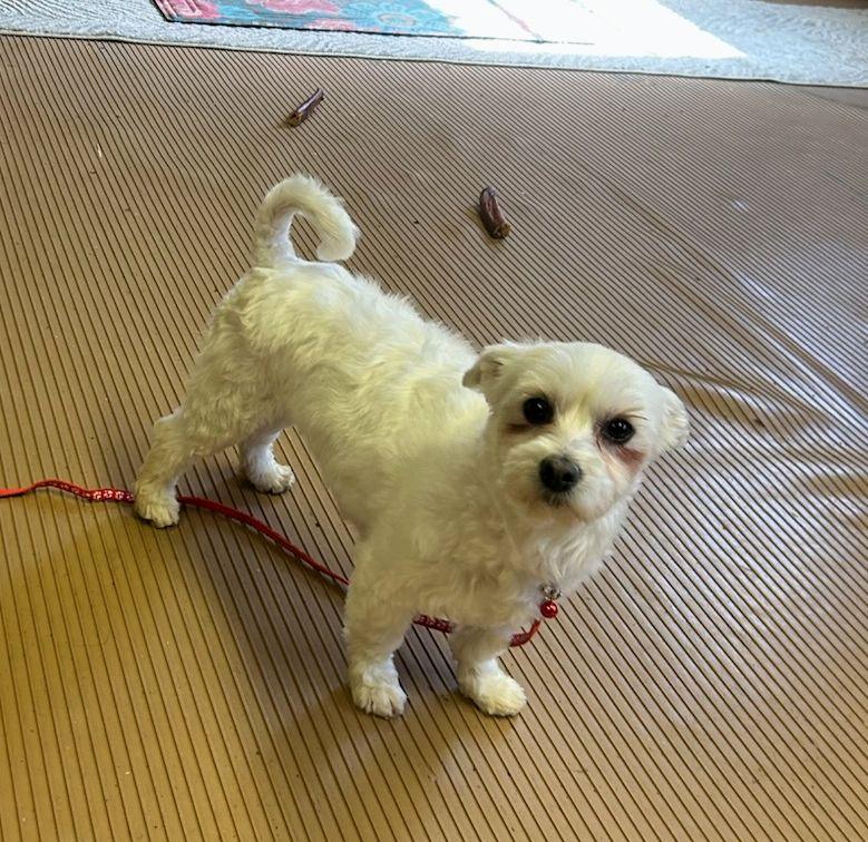 Enlarge LILLY (ohiosdrescue@gmail.com), a ADOPTABLE Maltese in Elyria, OH image 1/4