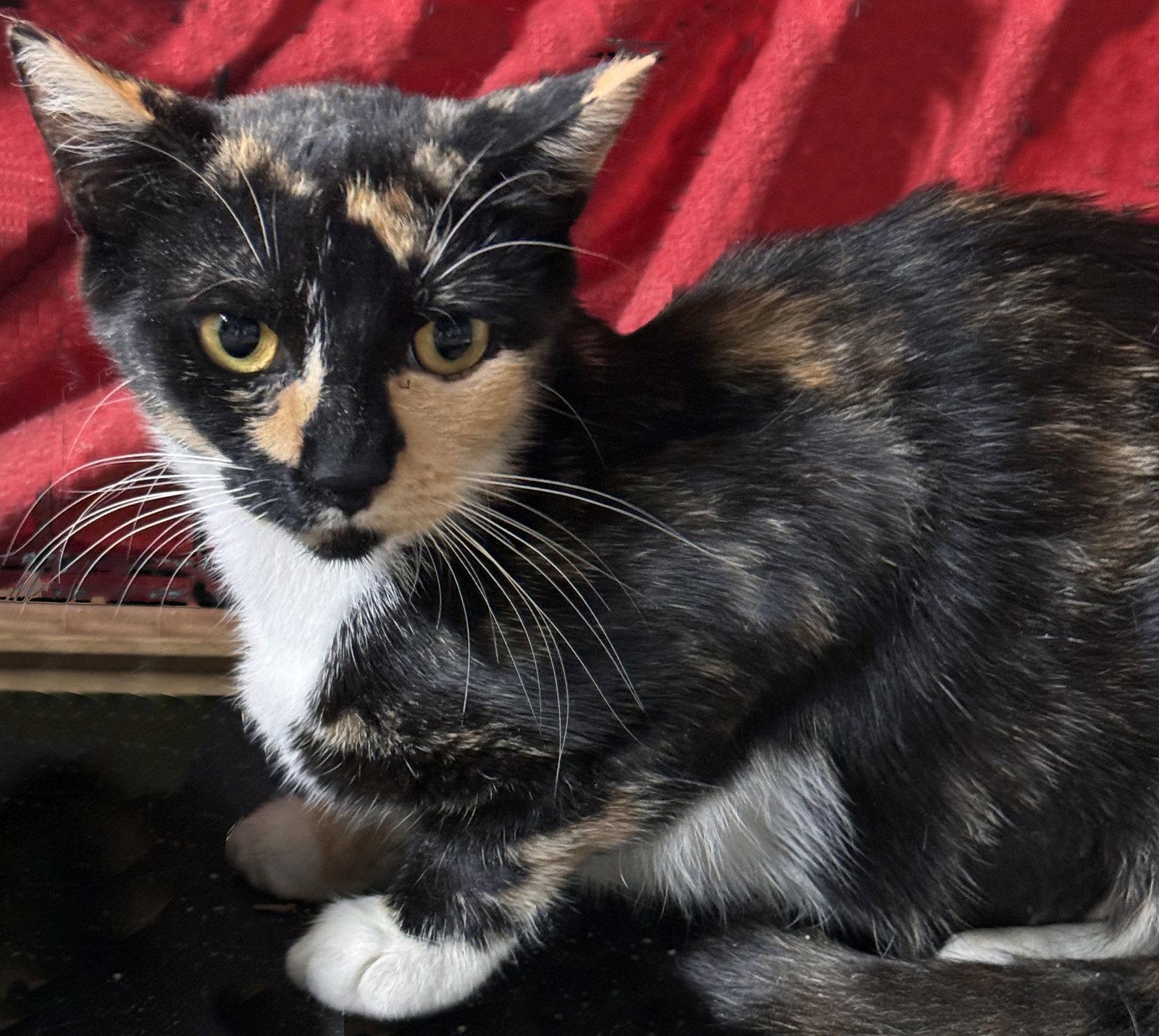 Rosie, Adoptable, Young Female Calico.