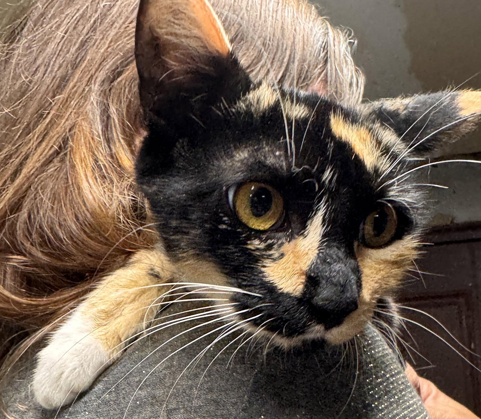 Enlarge Rosie, a Adoptable Calico in Brooklyn, NY image 2/3