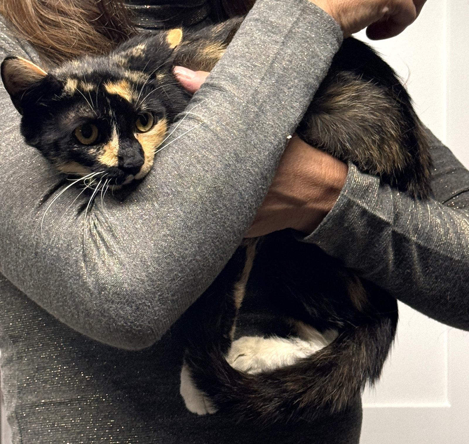 Enlarge Rosie, a Adoptable Calico in Brooklyn, NY image 3/3