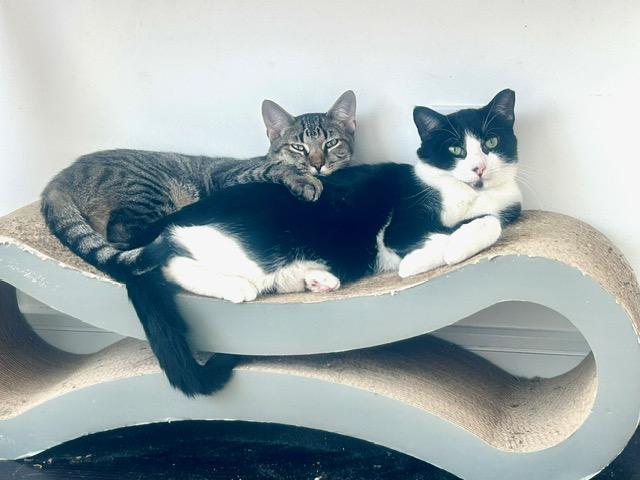 Enlarge Teddy/Nash, a Adoptable Domestic Short Hair in New York, NY image 3/4