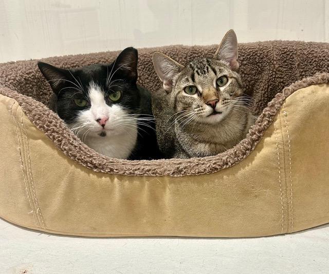 Enlarge Teddy/Nash, a Adoptable Domestic Short Hair in New York, NY image 1/4