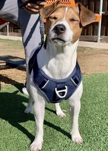 Arisha, a Adoptable Jack Russell Terrier in Richardson, TX image 1/6