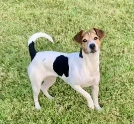 Arisha, a Adoptable Jack Russell Terrier in Richardson, TX image 3/6
