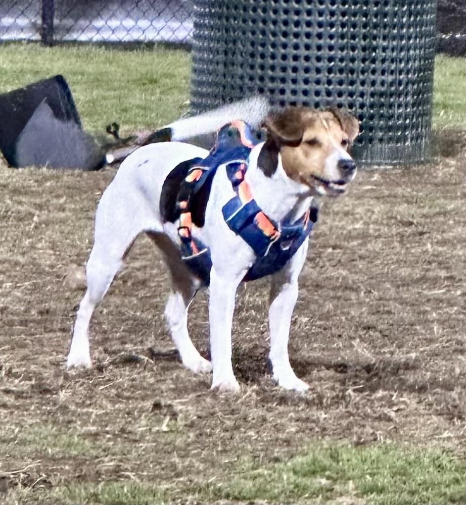 Arisha, a Adoptable Jack Russell Terrier in Richardson, TX image 3/6