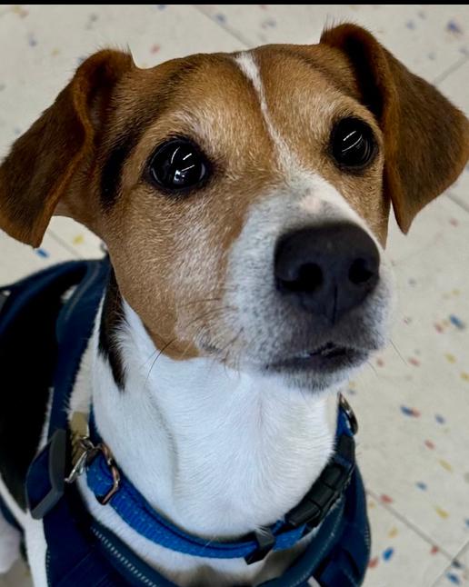 Arisha, a Adoptable Jack Russell Terrier in Richardson, TX image 4/6