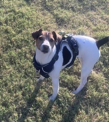 Arisha, a Adoptable Jack Russell Terrier in Richardson, TX image 4/6