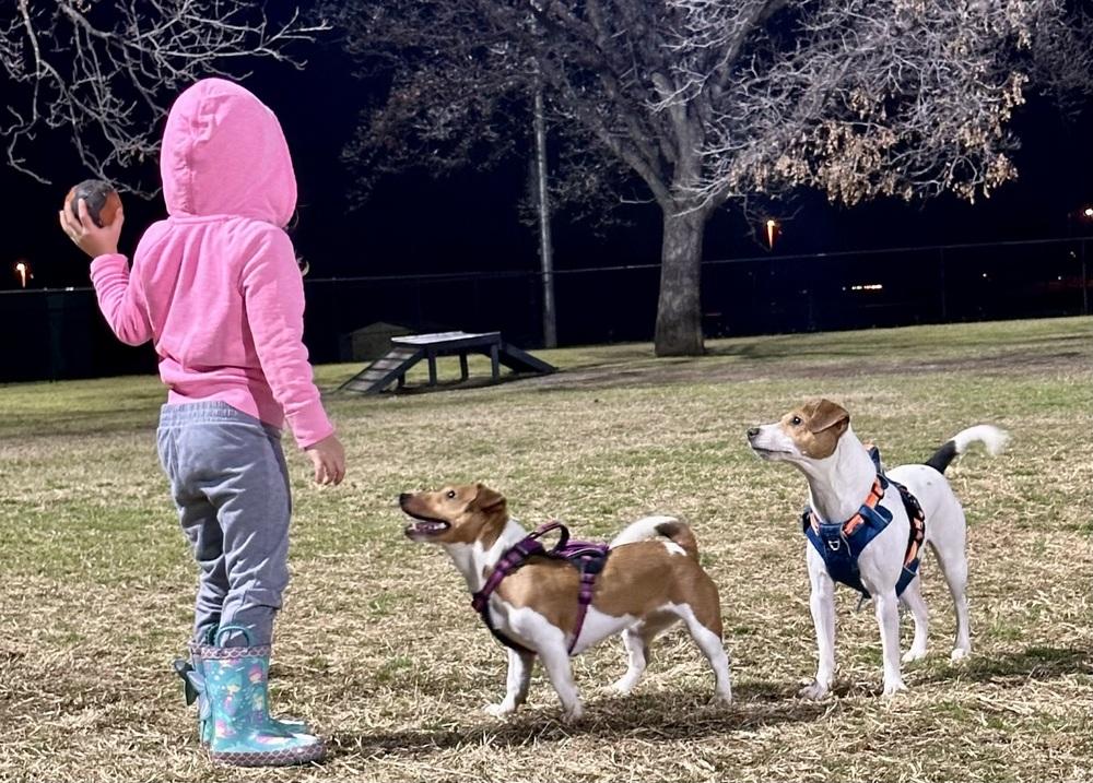 Arisha, a Adoptable Jack Russell Terrier in Richardson, TX image 5/6