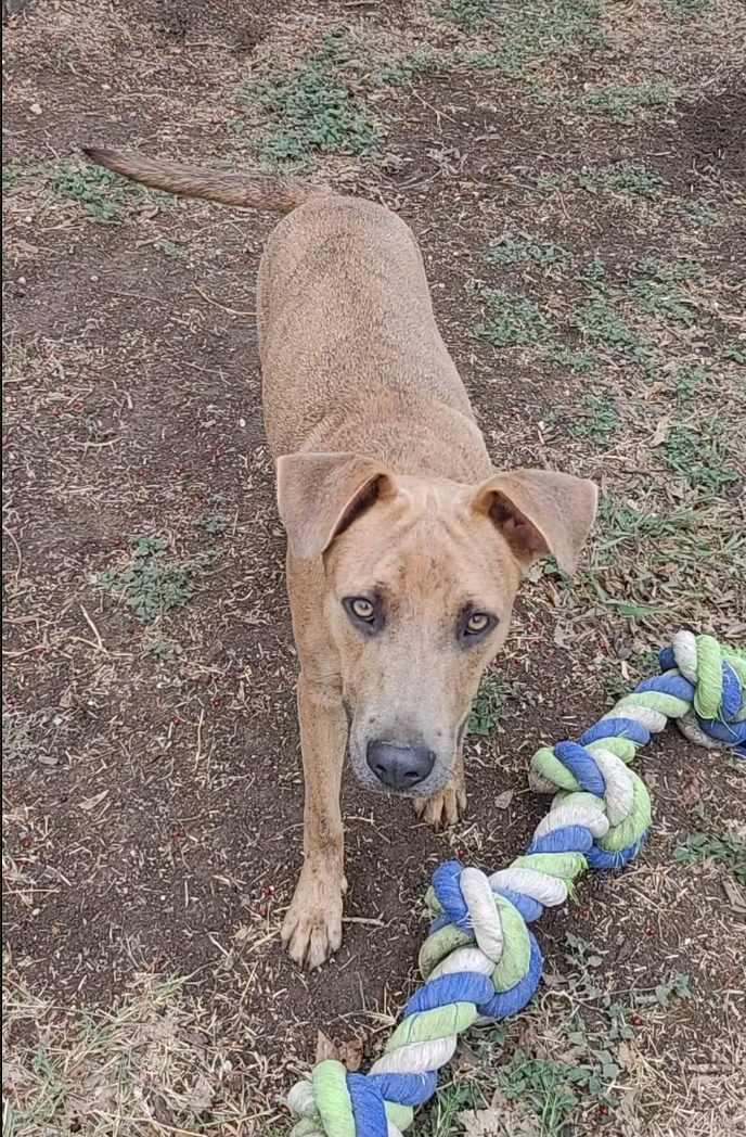 Enlarge Rocky, a Adoptable mixed breed in New Braunfels, TX image 3/6