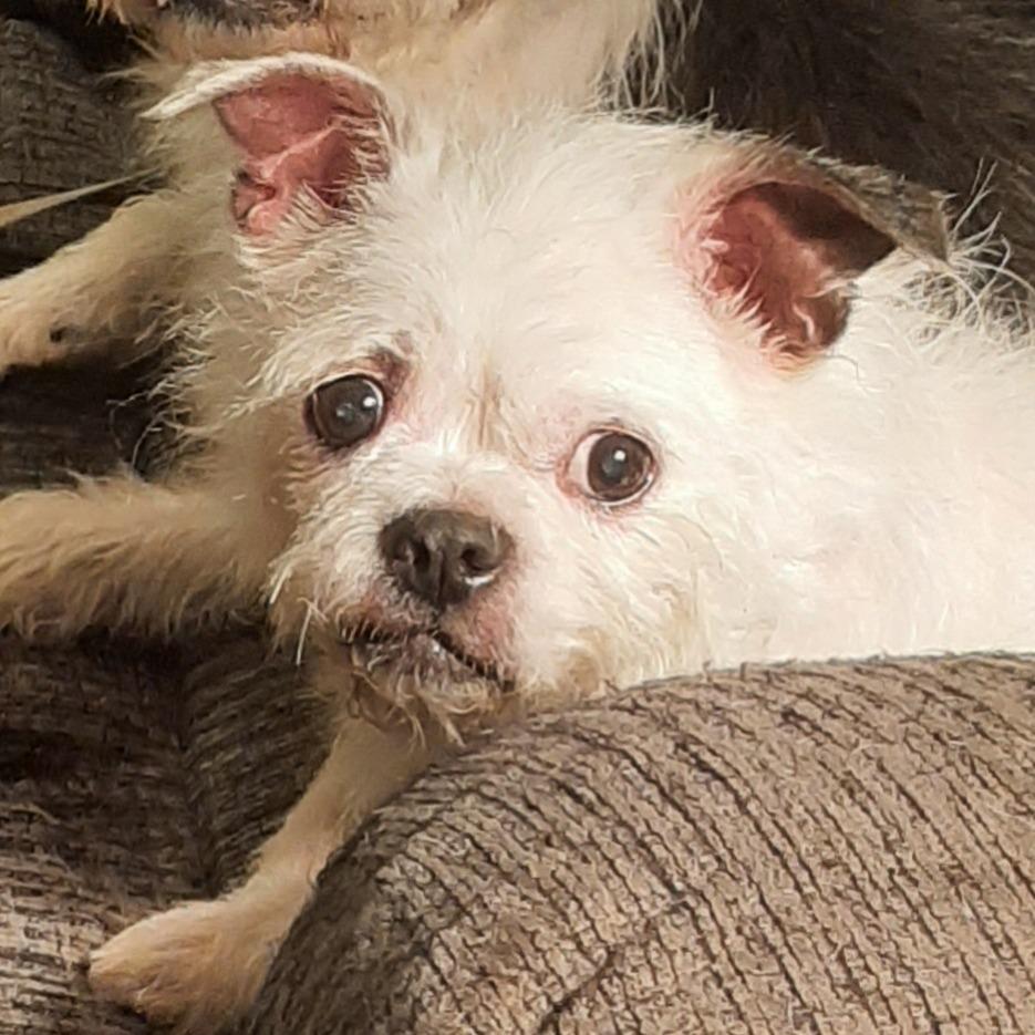 Enlarge Lucy, a Adoptable mixed breed in Cincinnati, OH image 2/3