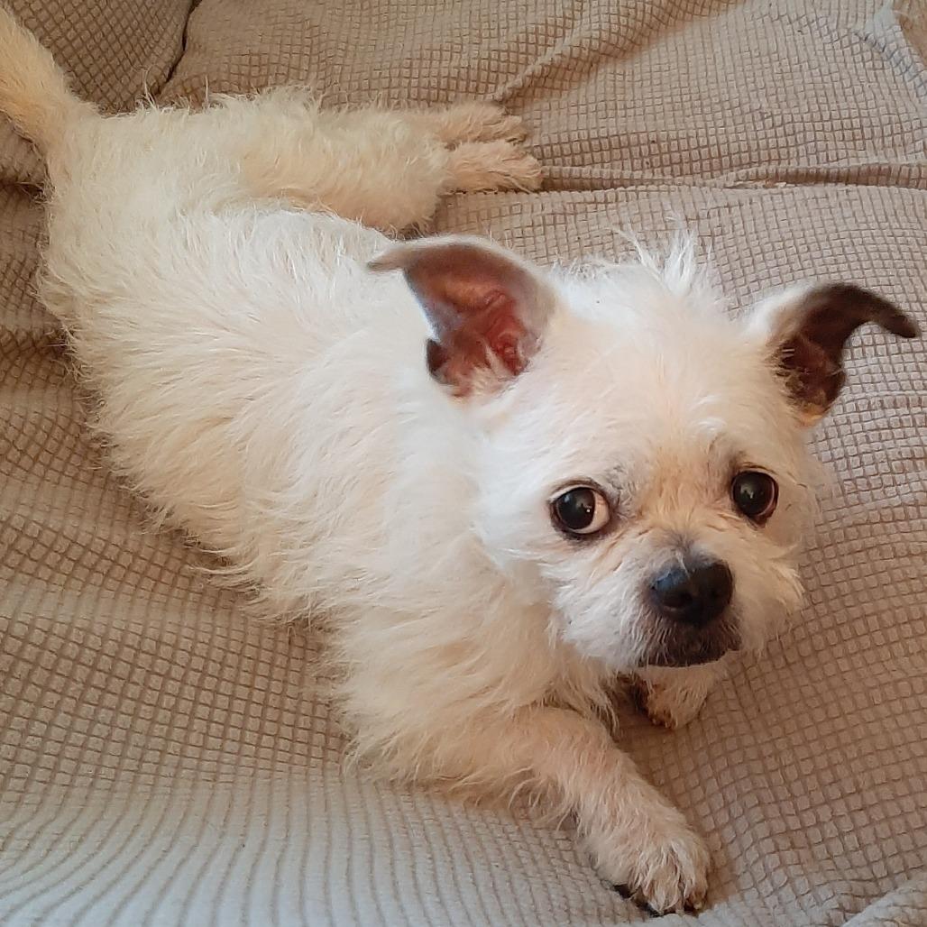 Enlarge Lucy, a Adoptable mixed breed in Cincinnati, OH image 3/3