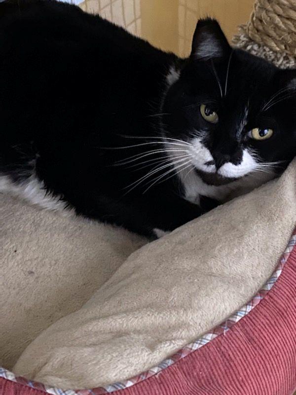 Maxine, Adult Female unknown