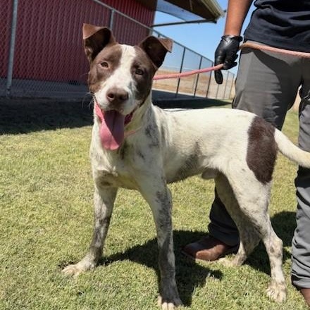Enlarge CHARL, a Adoptable mixed breed in Delano, CA image 1/5
