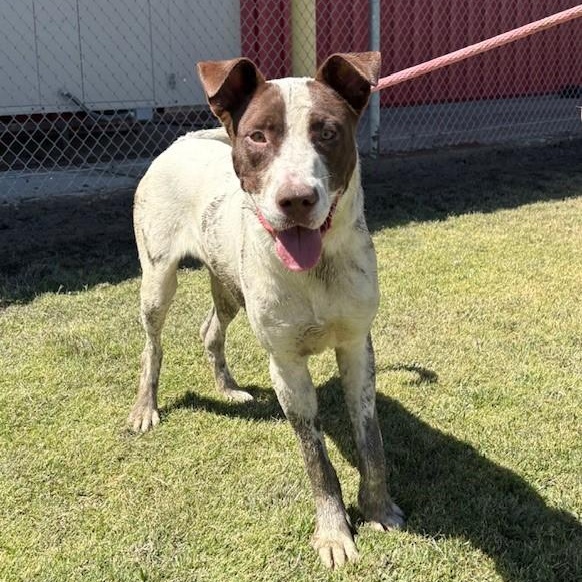 Enlarge CHARL, a Adoptable mixed breed in Delano, CA image 2/5