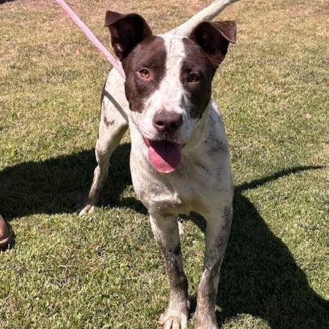Enlarge CHARL, a Adoptable mixed breed in Delano, CA image 3/5