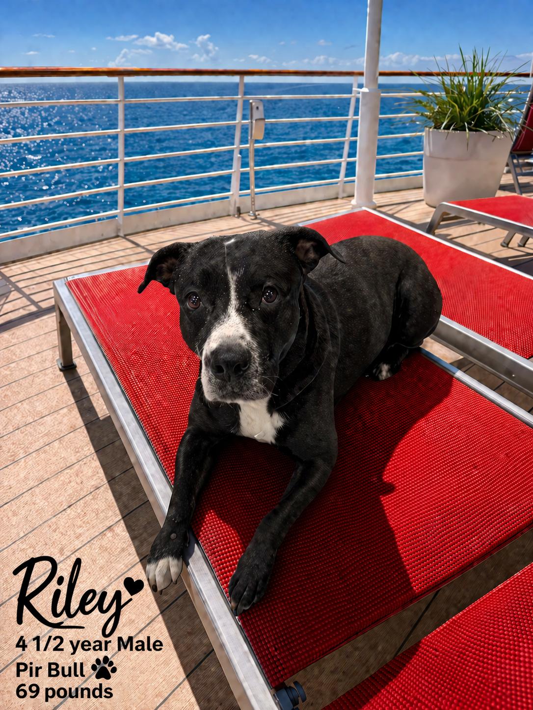 RILEY  – 3 YEAR MALE PIT BULL MIX , Adoptable, Adult Male Pit Bull Terrier.