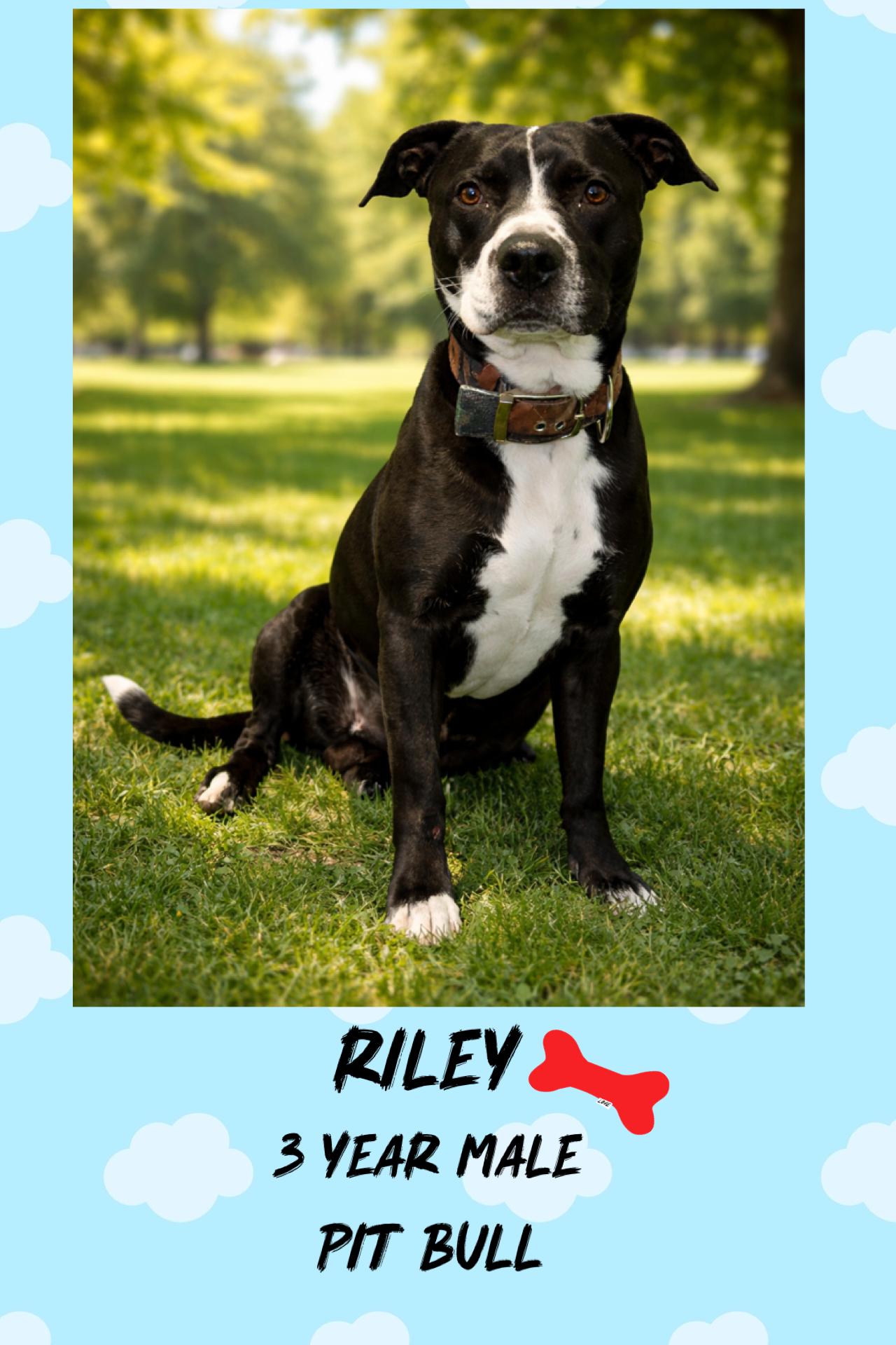 RILEY – 3 YEAR MALE PIT BULL MIX @ PETCO, 5011 E. RAY ROAD, PHX 85044 ON SATURDAY, MARCH 7TH, 11–2, Adoptable, Adult Male Pit Bull Terrier.