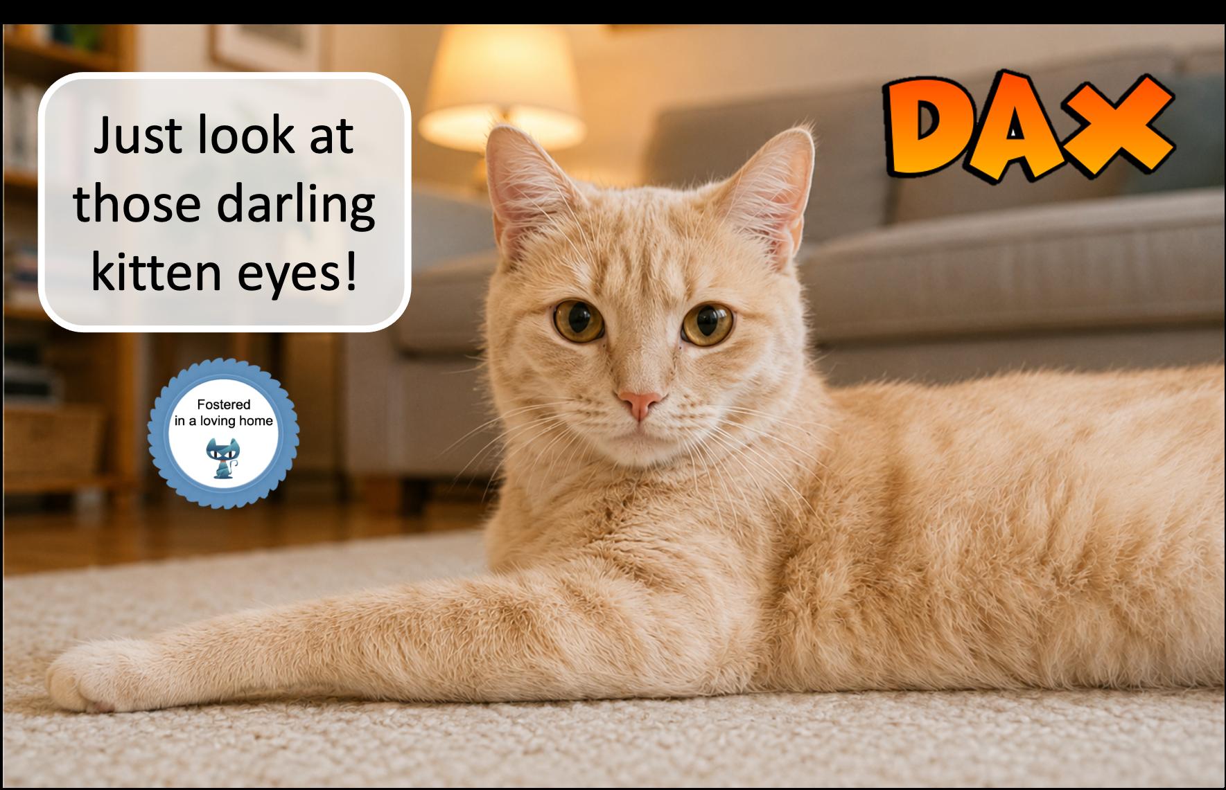 Dax, a ADOPTABLE Domestic Short Hair in Cincinnati, OH image 1/3