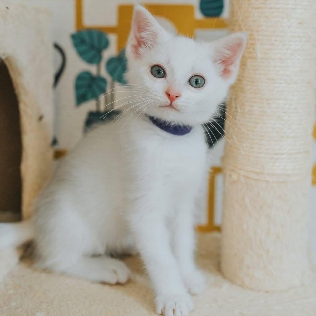 Victoria, adopted, Kitten Female Domestic Short Hair.