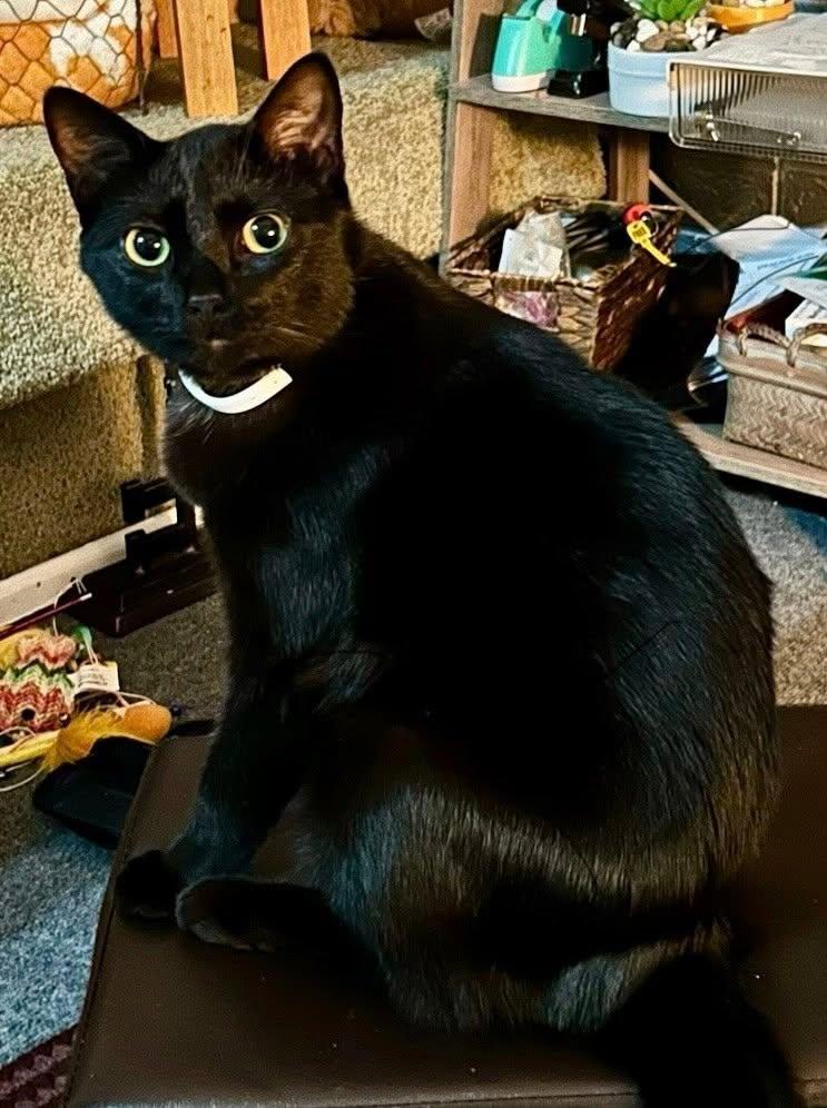 Enlarge Tulip and Rhodes, a ADOPTABLE Domestic Short Hair in Maryville, TN image 2/3