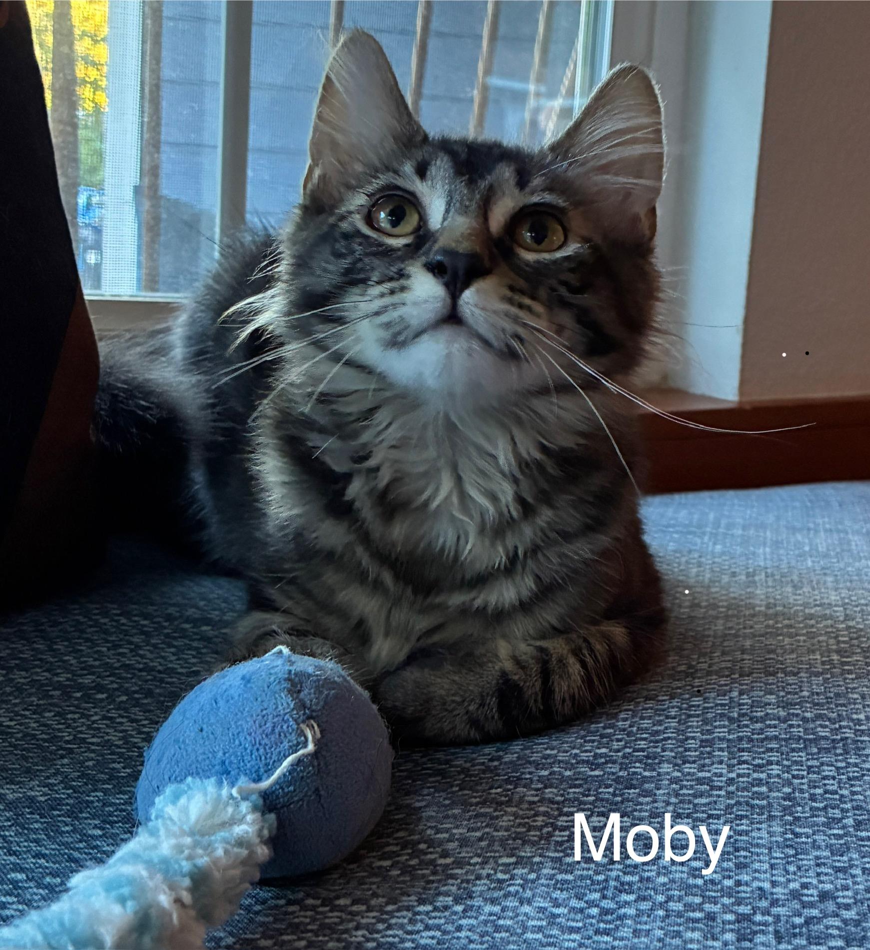 Michi (mom) & Moby (kitten) paired, Adoptable, Young Female Domestic Medium Hair.