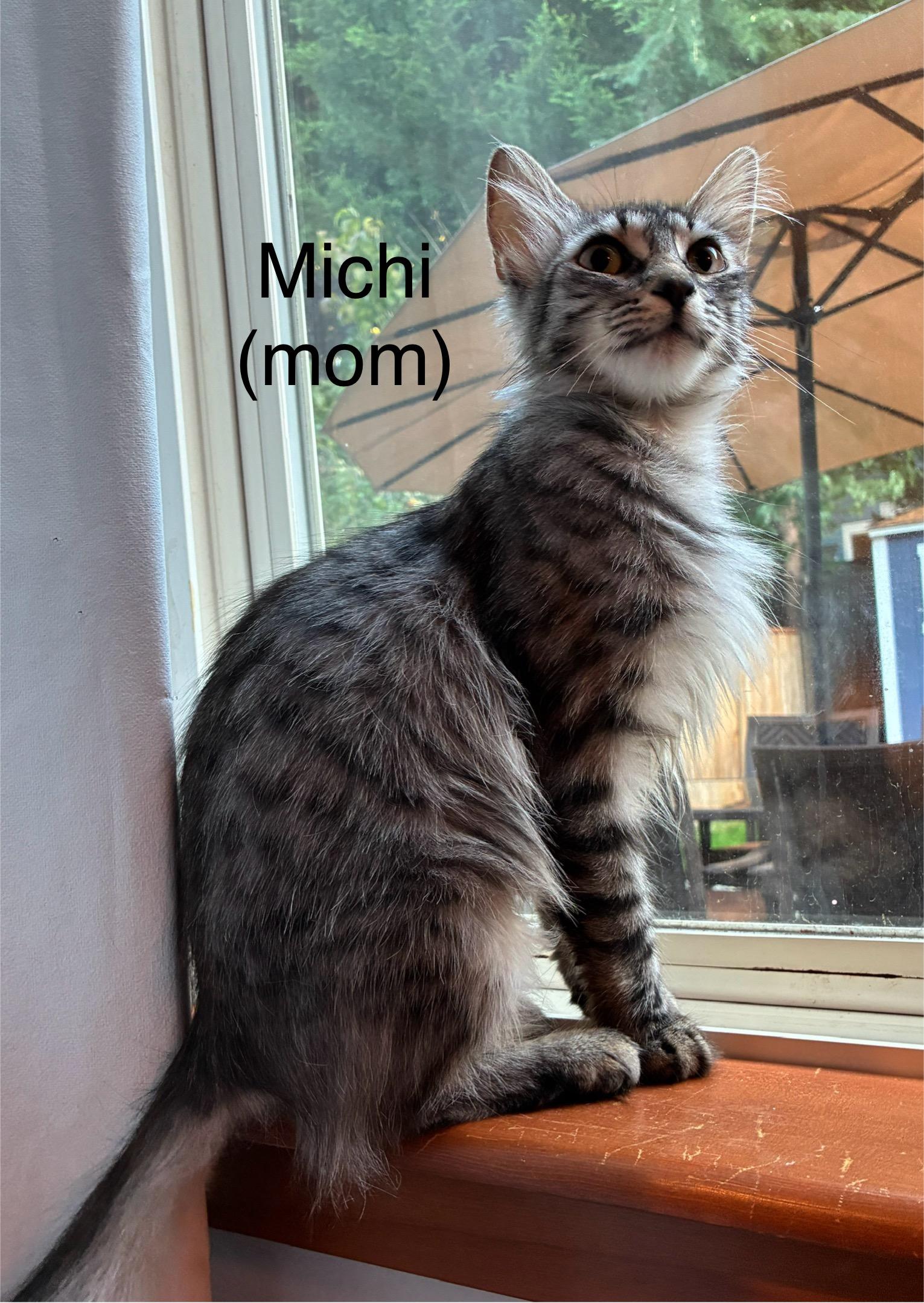Michi (mom) & Moby (kitten) paired, a Adoptable Domestic Medium Hair in Shelton, WA image 3/3