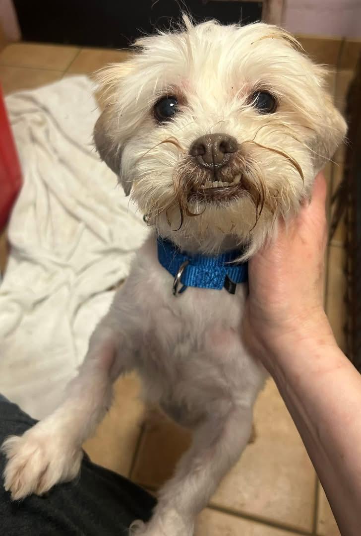 Elvis, ADOPTABLE, Senior Male Shih Tzu & Maltese.