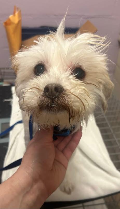 Elvis, a ADOPTABLE mixed breed in Oak Ridge, NJ image 4/4