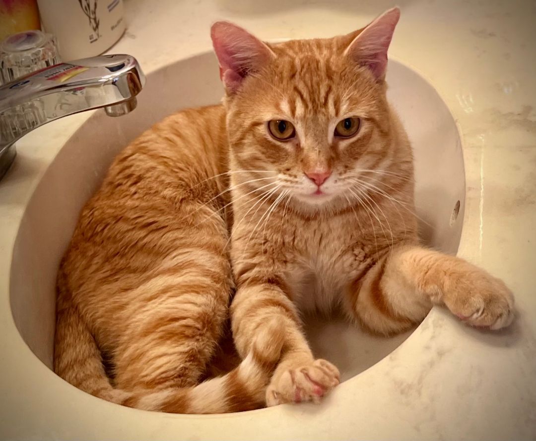 Kemp Baby, Adoptable, Adult Male Domestic Short Hair.