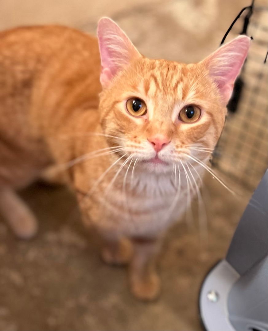 Enlarge Kemp Baby, a Adoptable Domestic Short Hair in Fort Worth, TX image 2/4