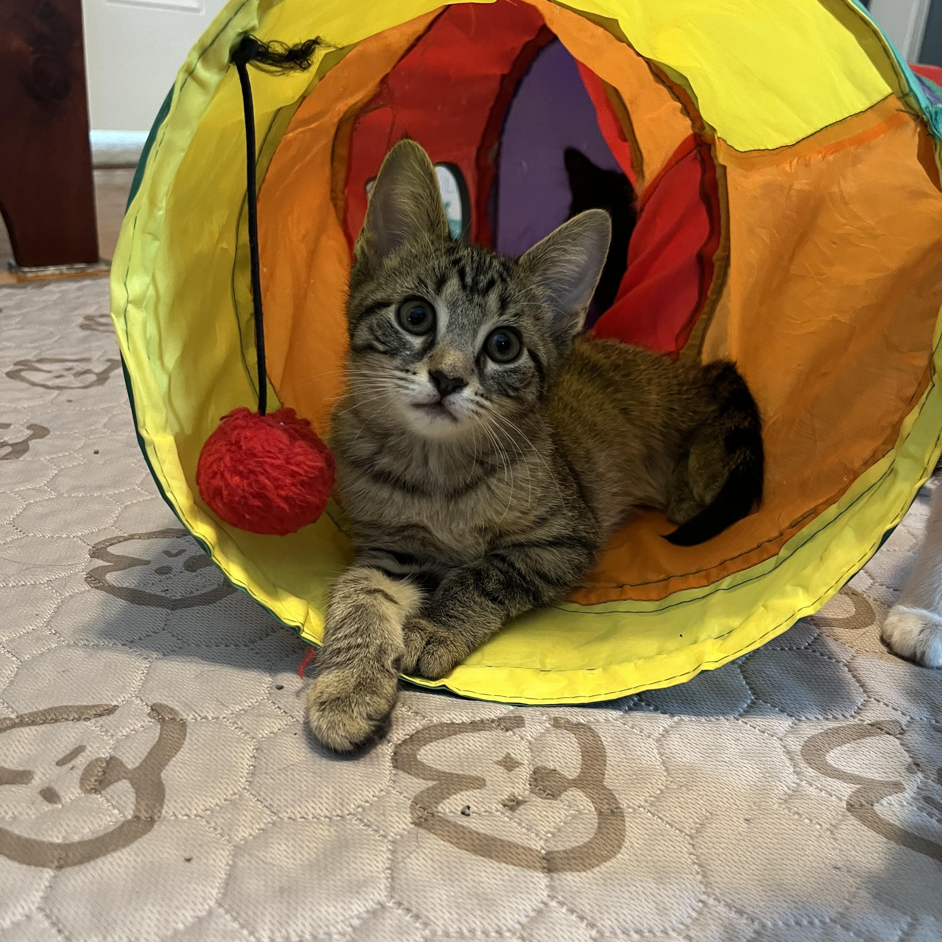 Enlarge Rumi, an adopted Domestic Short Hair in Honeoye, NY image 1/1