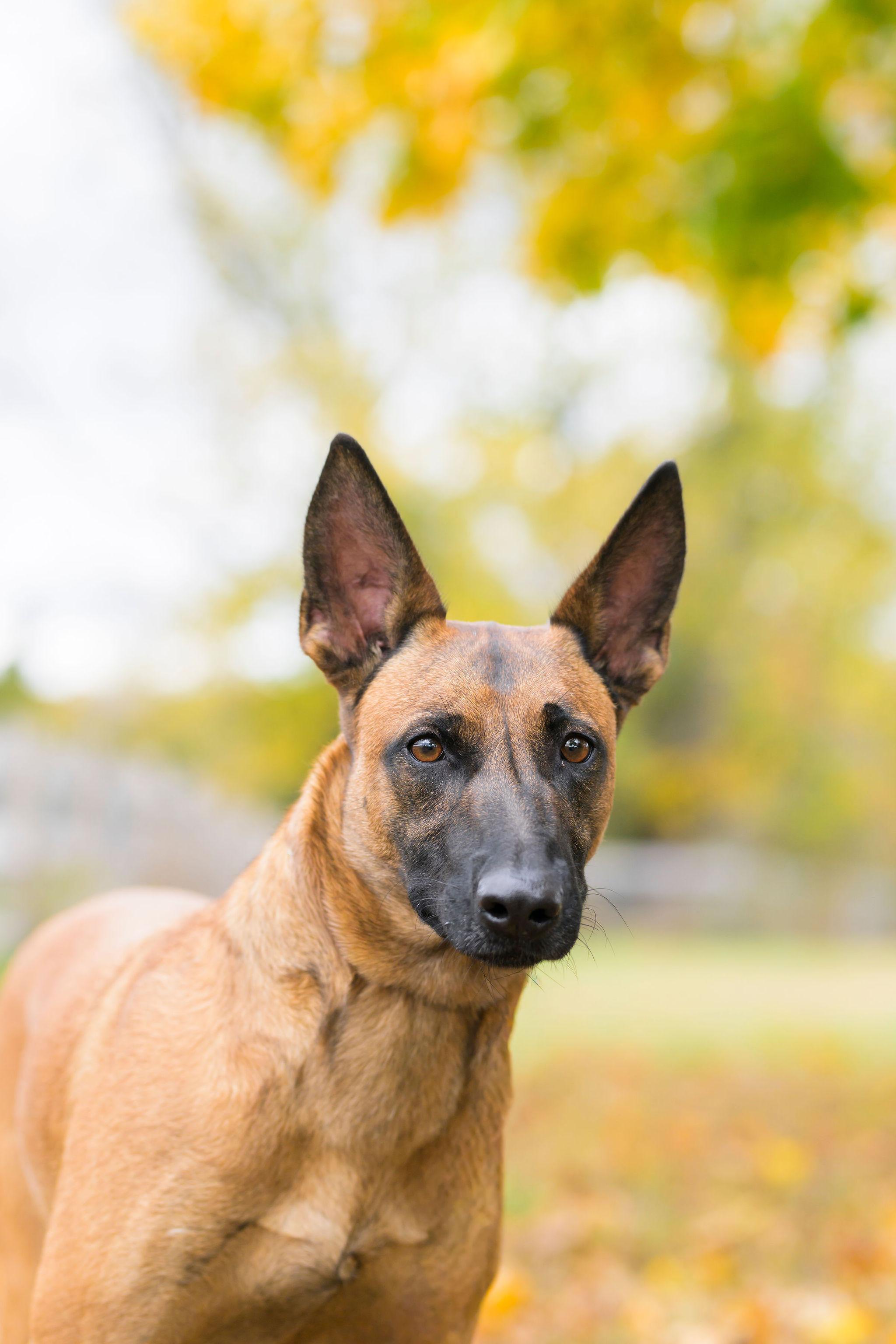 Bella, Adoptable, Young Female Belgian Shepherd / Malinois.