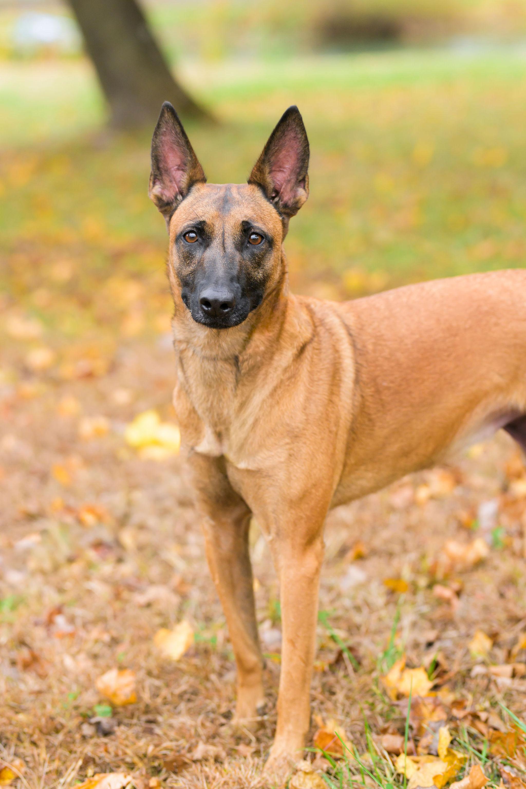 Enlarge Bella, a Adoptable Belgian Shepherd / Malinois in Ewing, NJ image 2/5