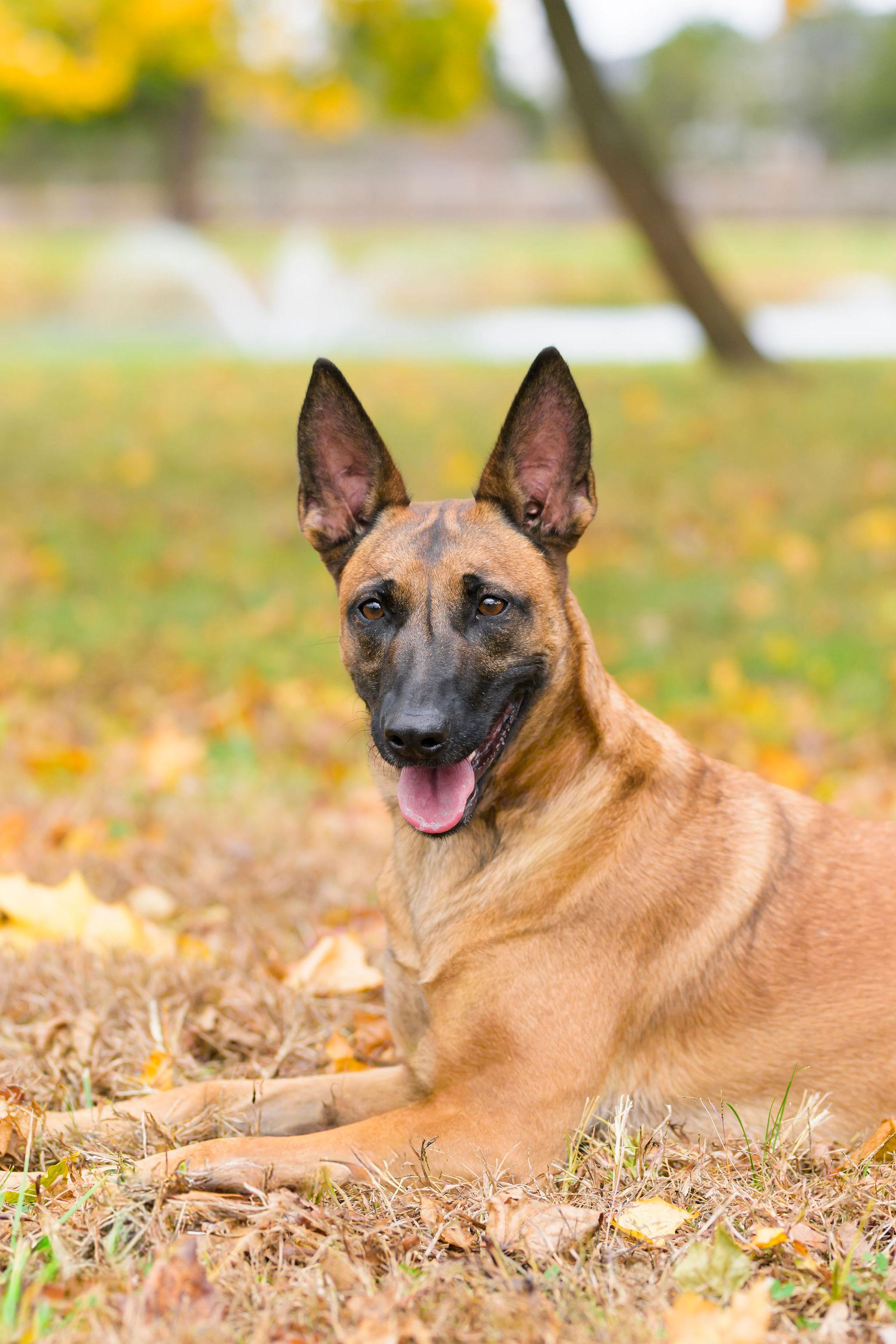 Enlarge Bella, a Adoptable Belgian Shepherd / Malinois in Ewing, NJ image 3/5