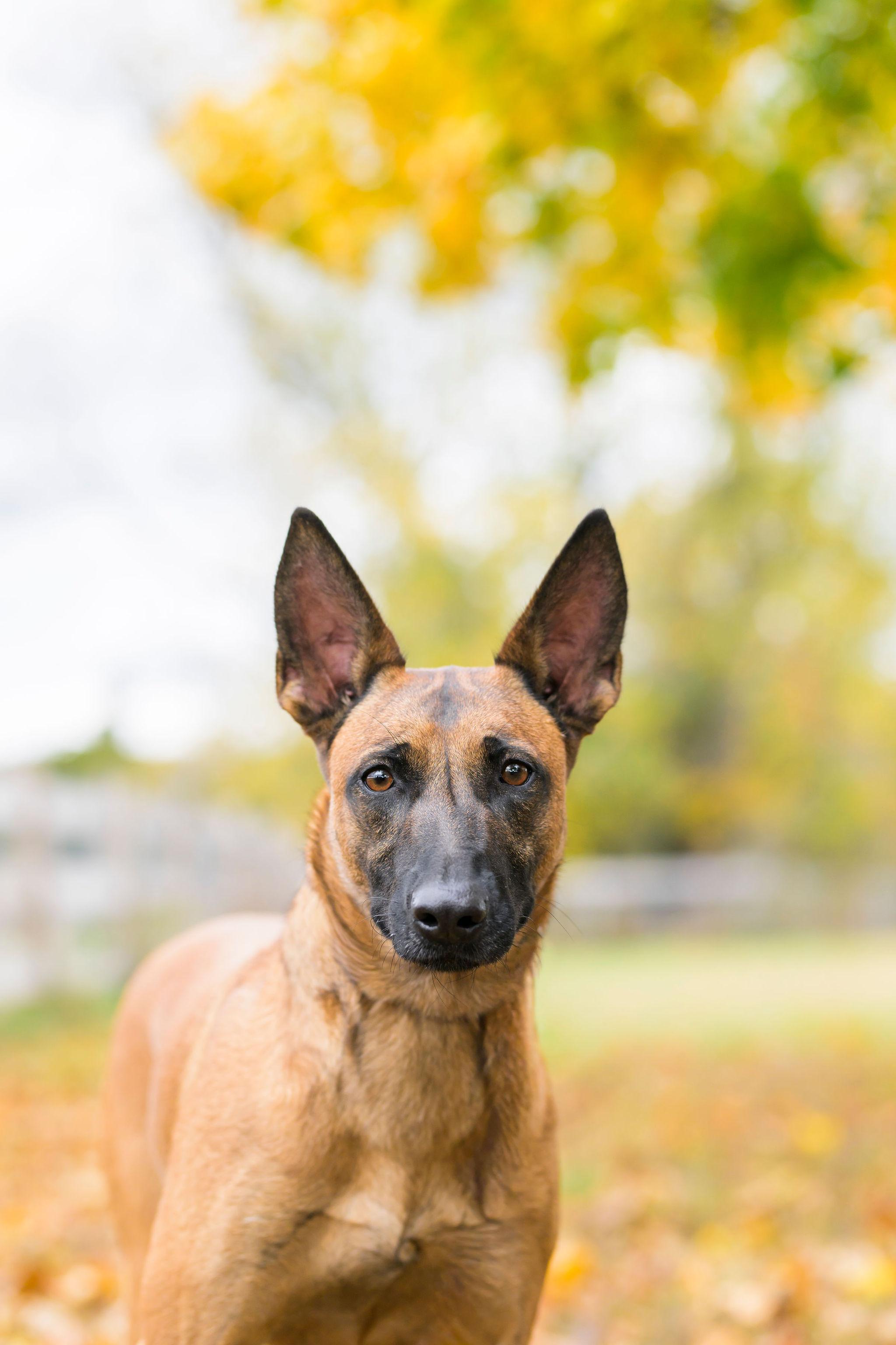 Enlarge Bella, a Adoptable Belgian Shepherd / Malinois in Ewing, NJ image 5/5