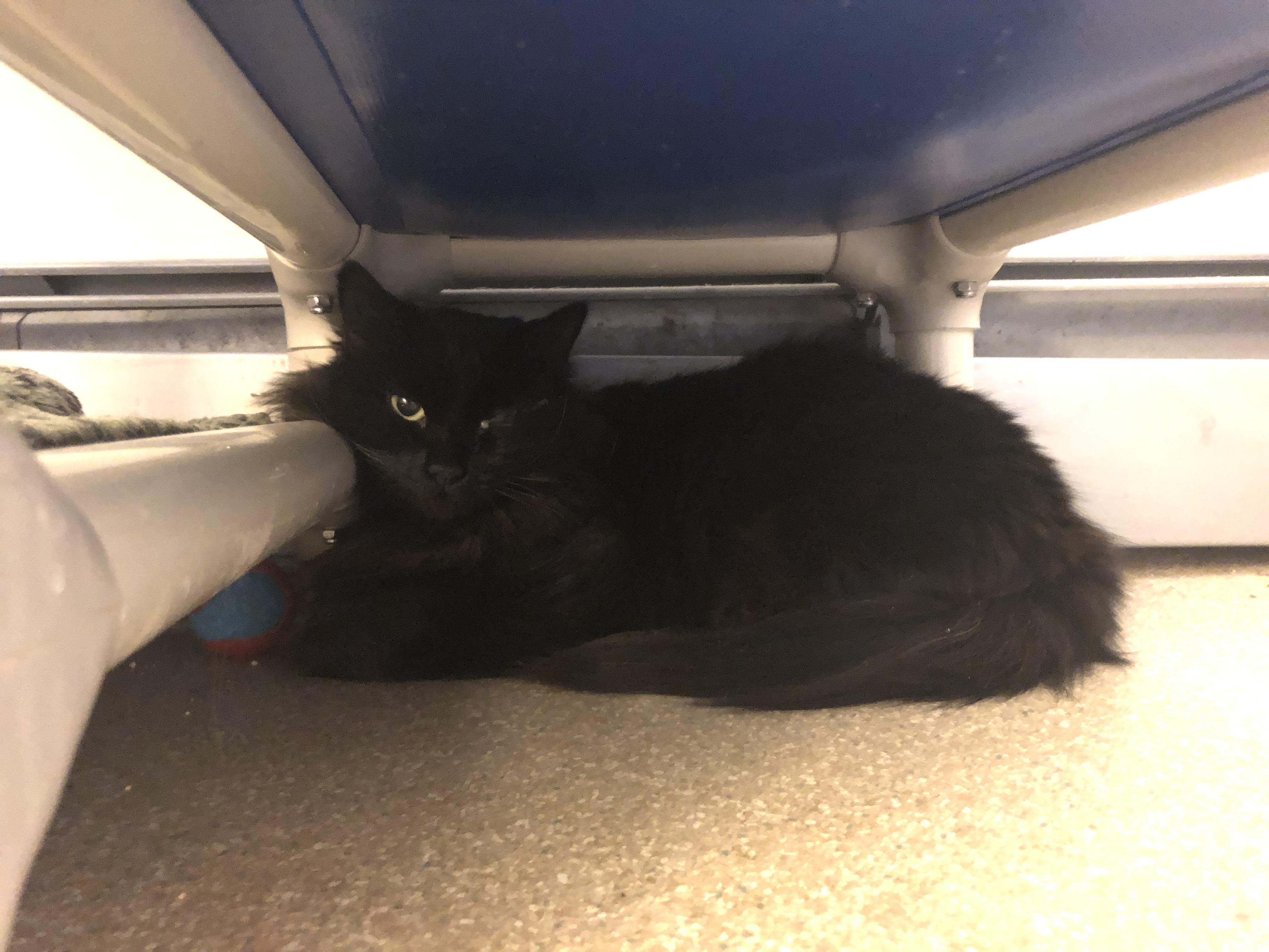 Ren, Adoptable, Adult Female Domestic Medium Hair.