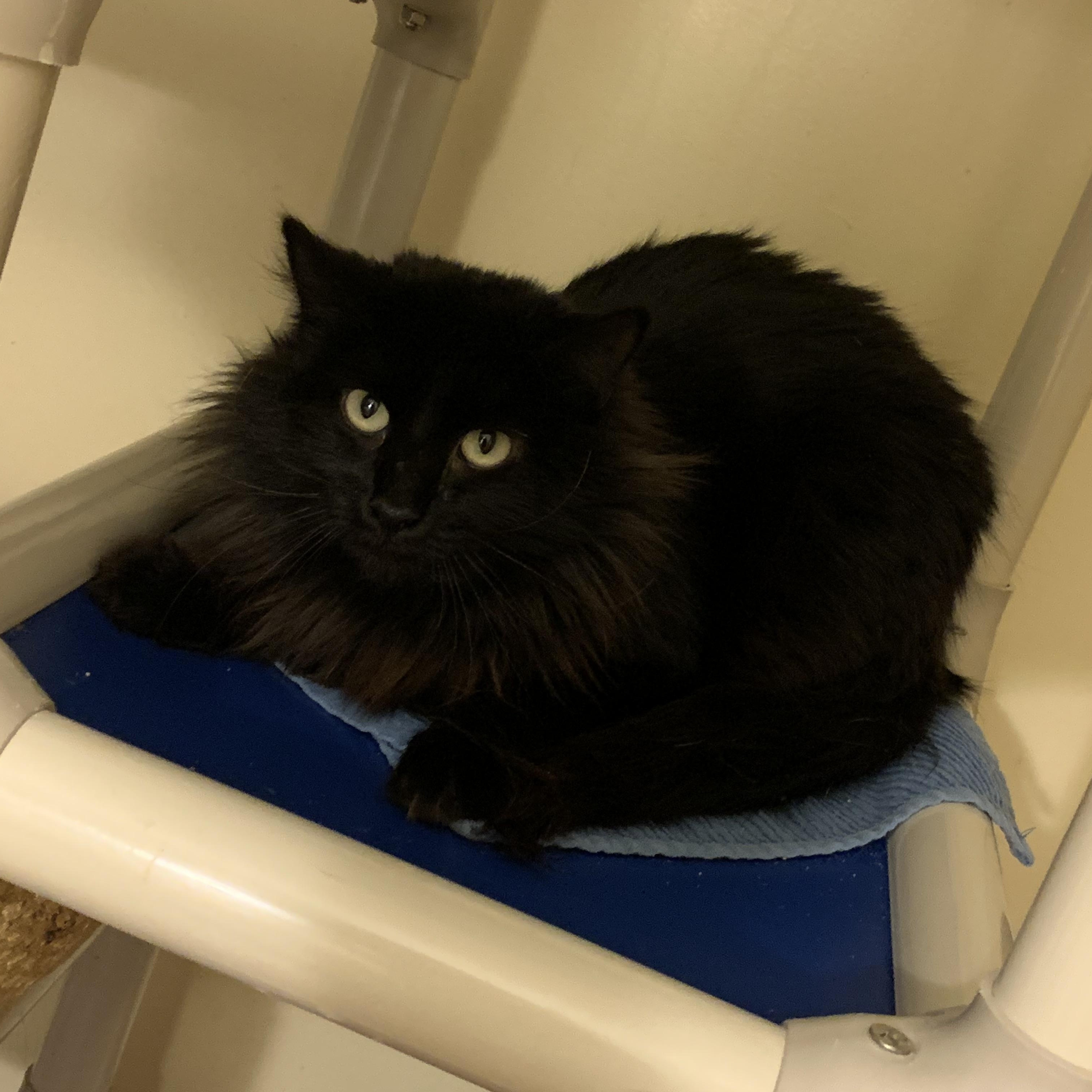 Enlarge Ren, an adopted Domestic Medium Hair in Salisbury, MA image 1/3