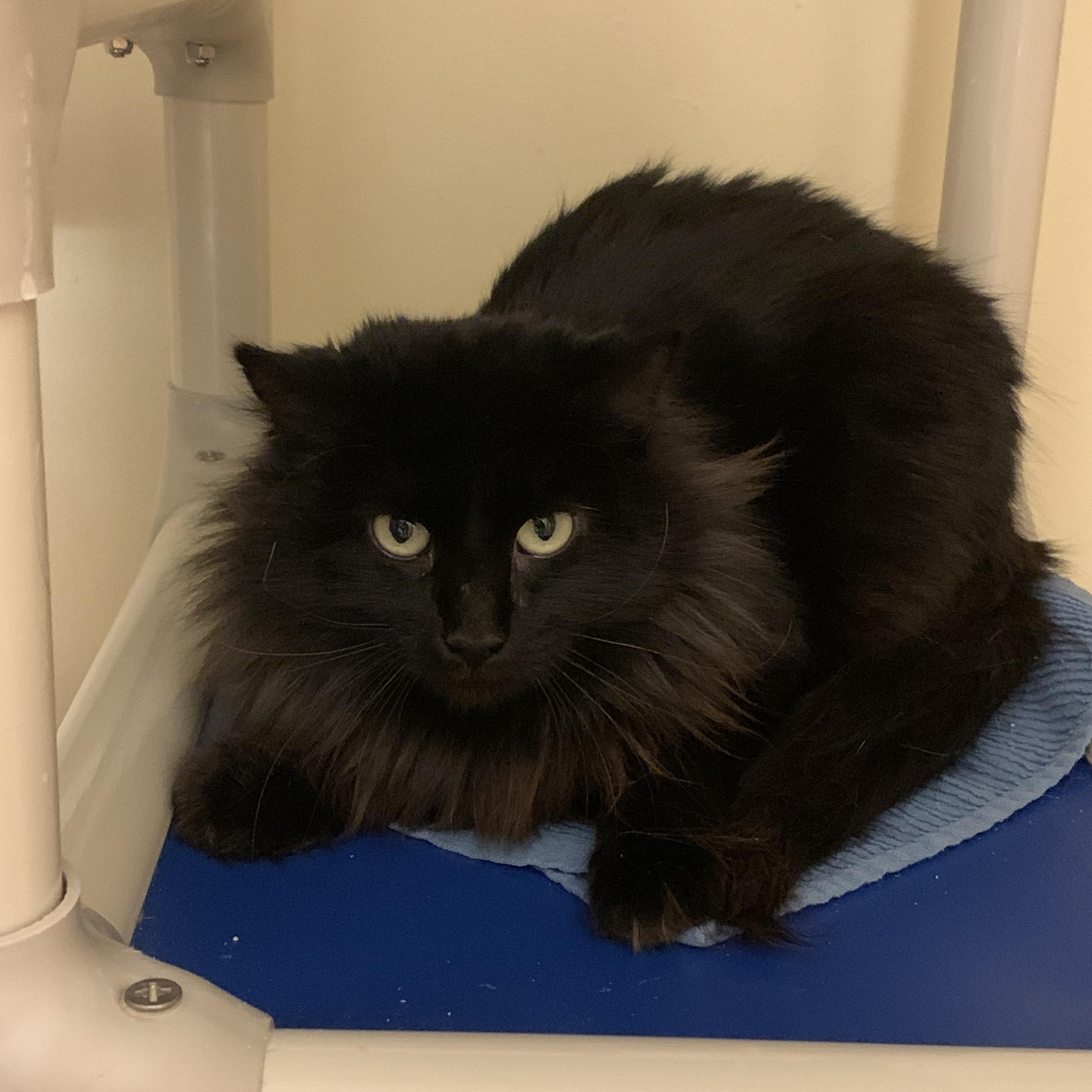 Enlarge Ren, an adopted Domestic Medium Hair in Salisbury, MA image 2/3