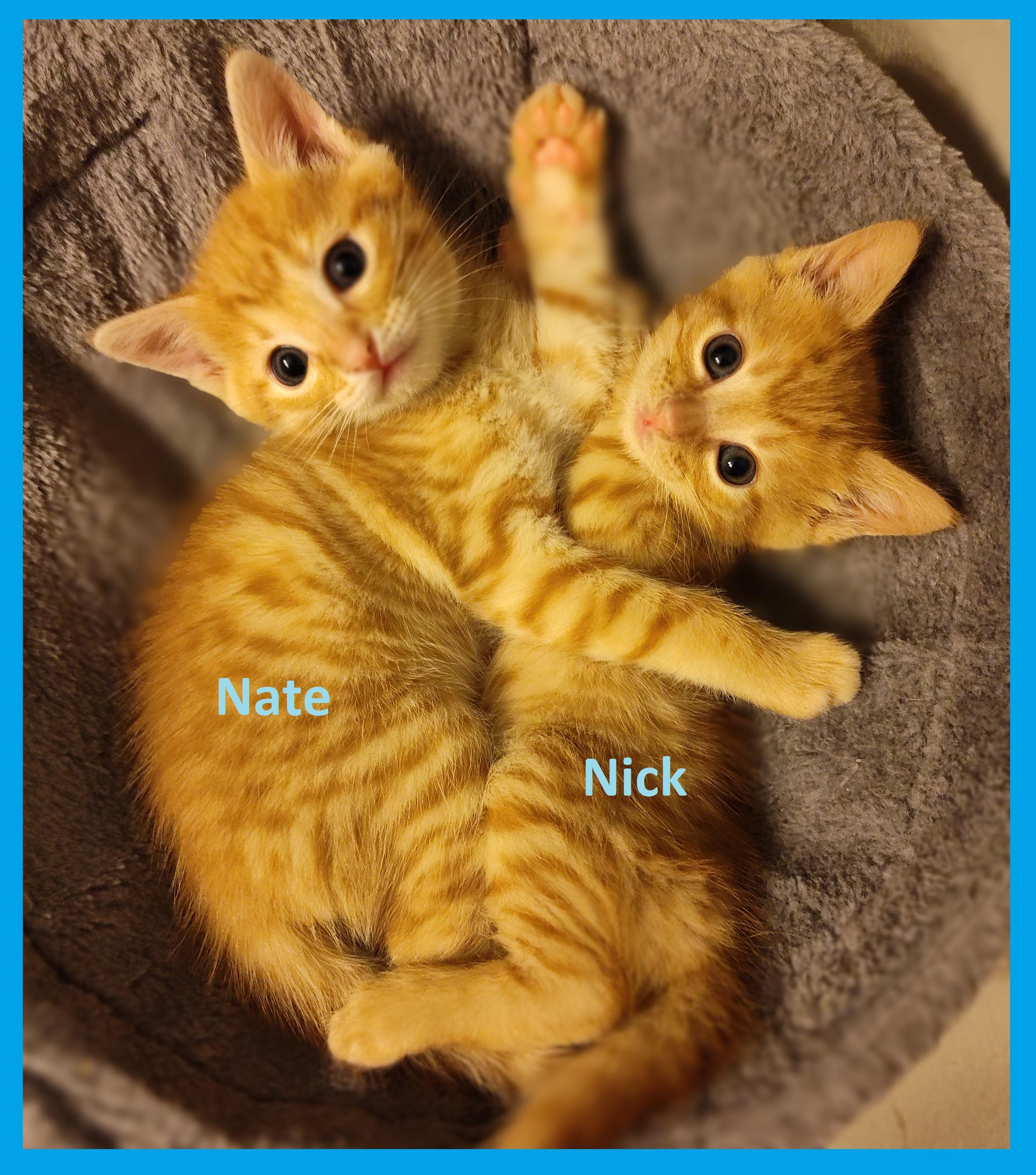 Nick and Nate (BONDED Brothers)