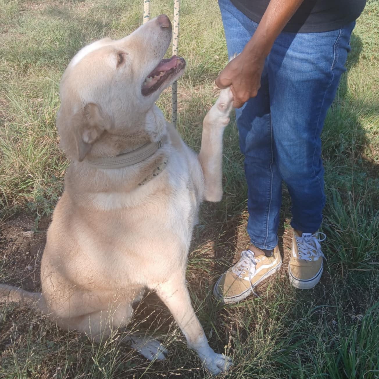 PILAR   > Bleeding Heart Society, adopted, Young Female Mixed Breed.