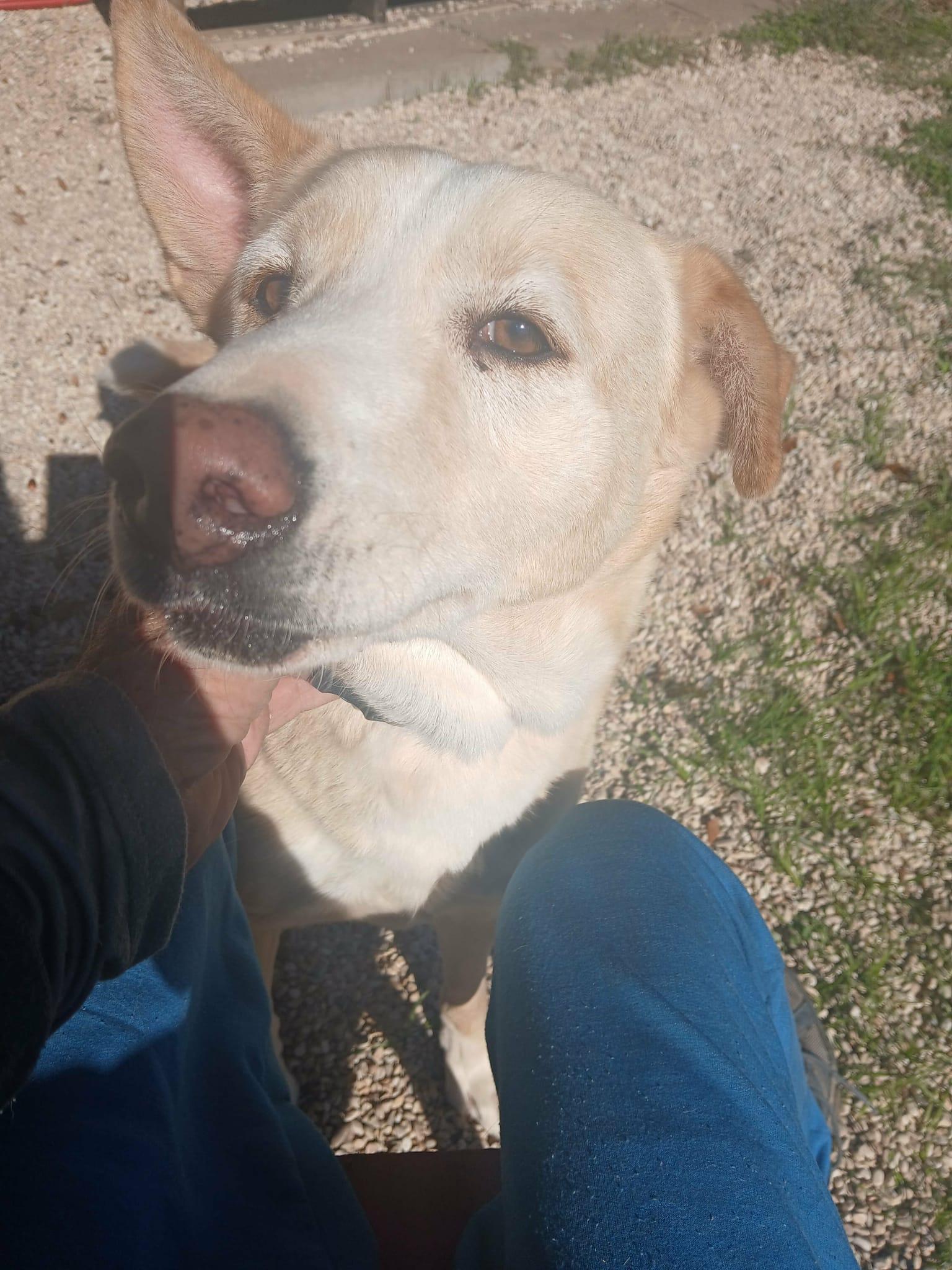 Enlarge Pilar (Now HOPE), an adopted mixed breed in Dunn Loring, VA image 4/6