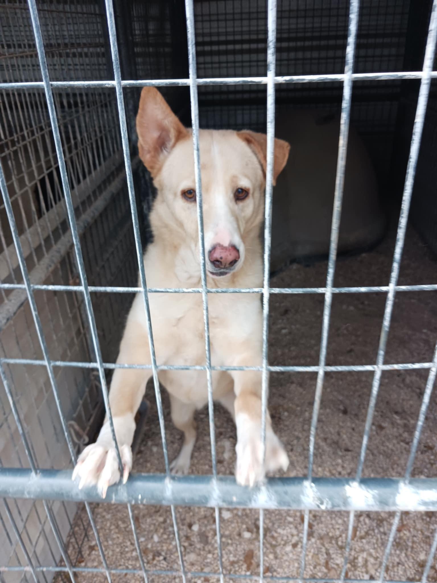 Enlarge Pilar (Now HOPE), an adopted mixed breed in Dunn Loring, VA image 3/6