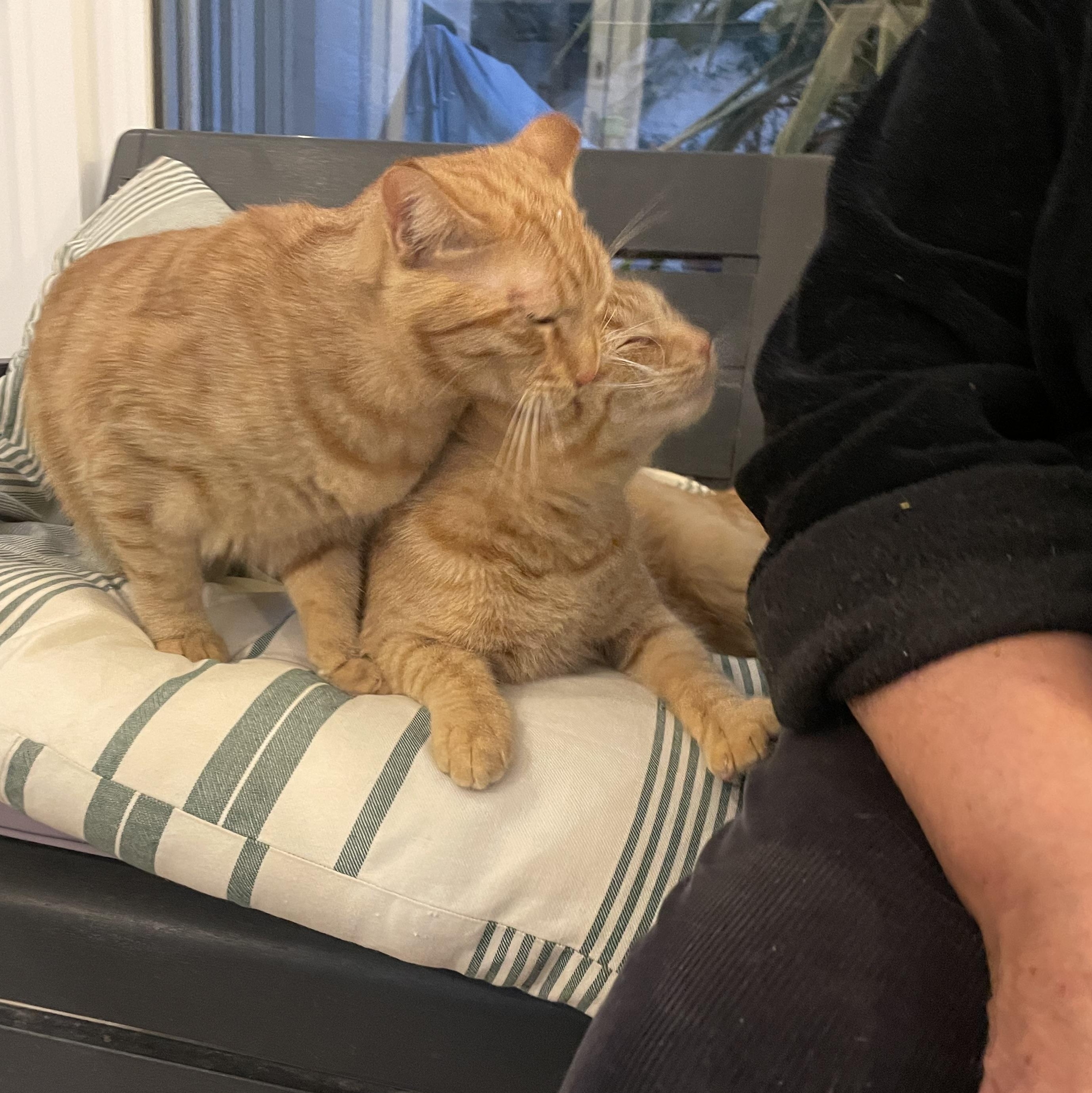 Enlarge Mucho and Lucho, the Kindest Sunshine Brothers, a Adoptable Domestic Short Hair in Somerset, NJ image 4/6