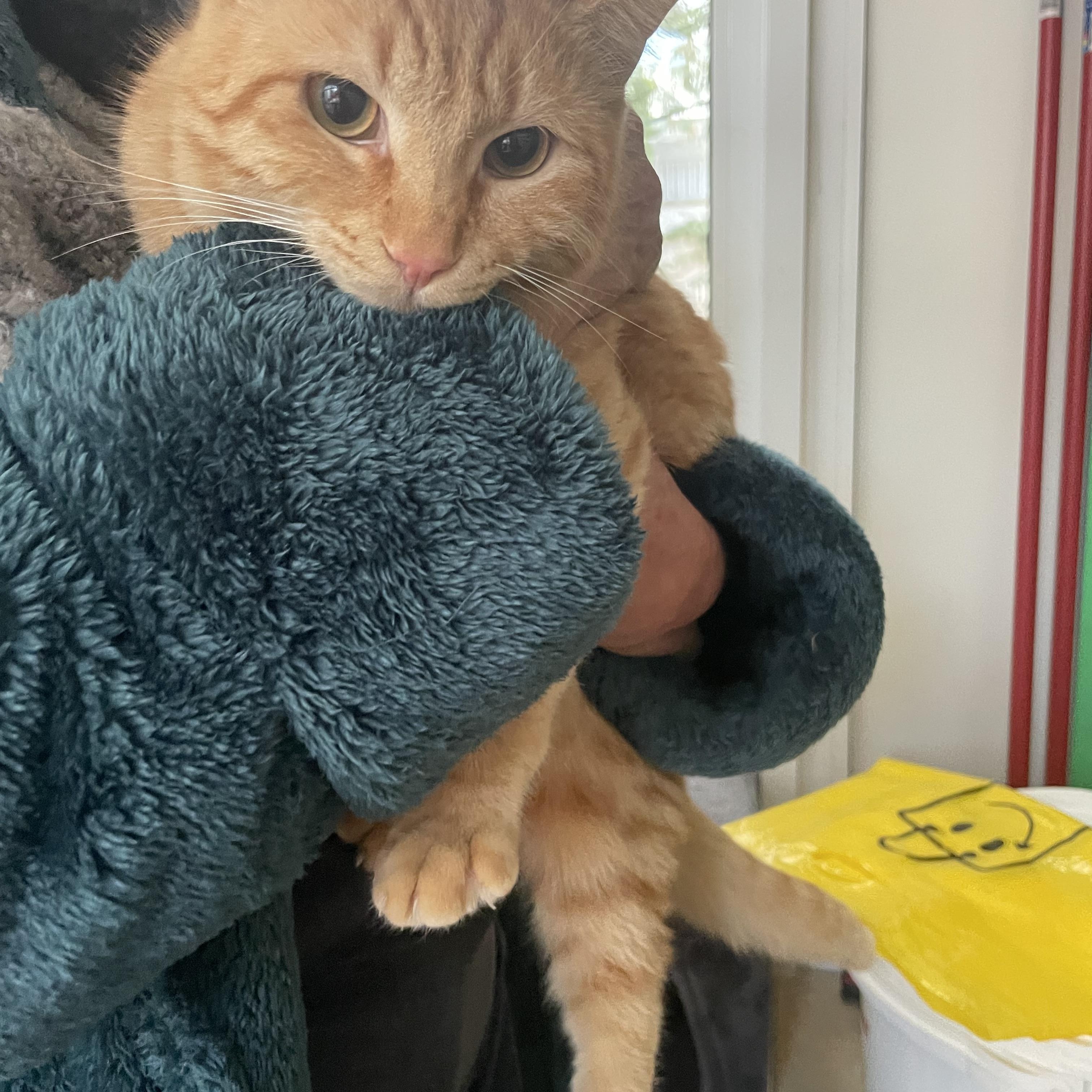 Enlarge Mucho and Lucho, the Kindest Sunshine Brothers, a Adoptable Domestic Short Hair in Somerset, NJ image 6/6