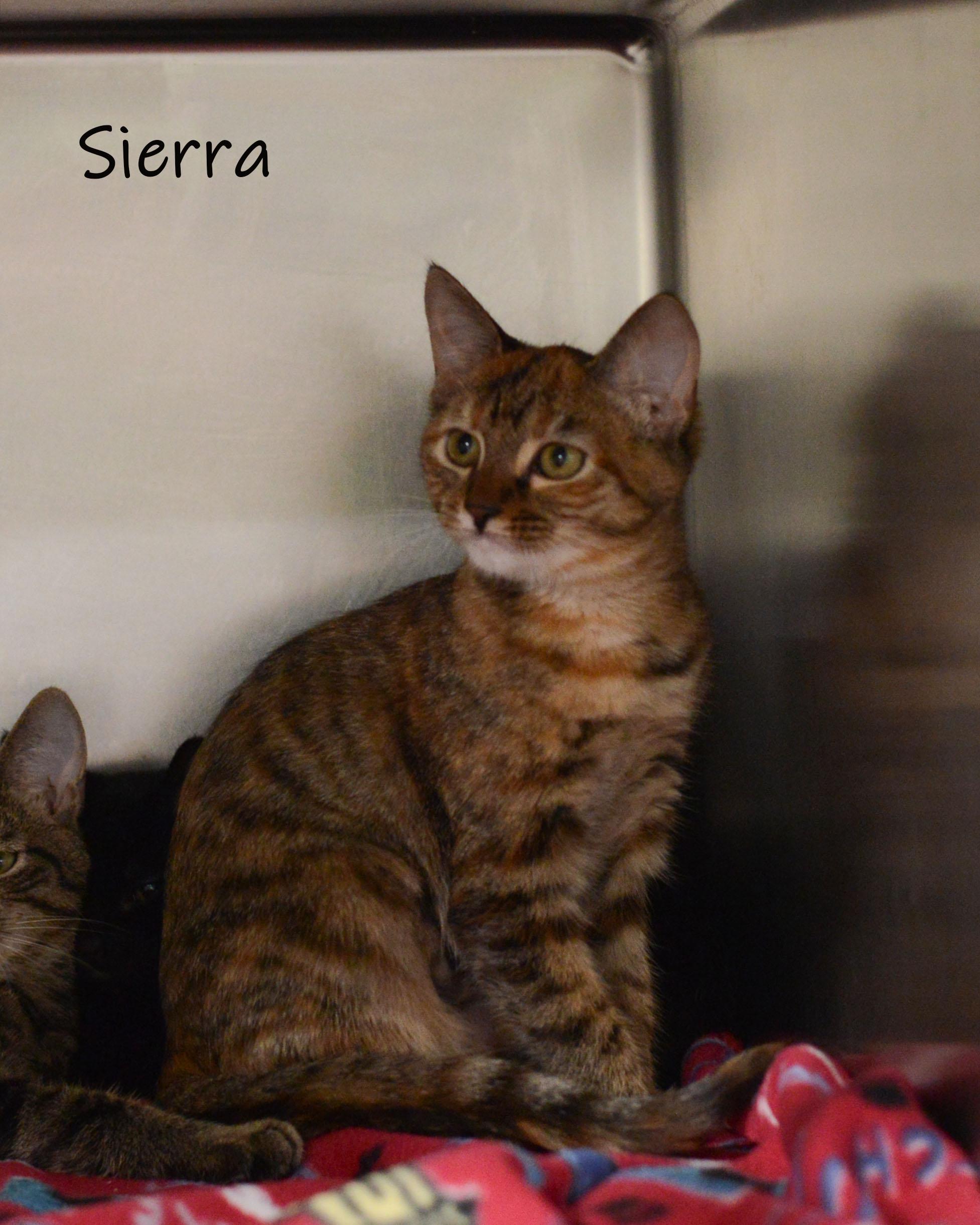Sierra, an adopted Domestic Short Hair in Bishop, GA image 4/4