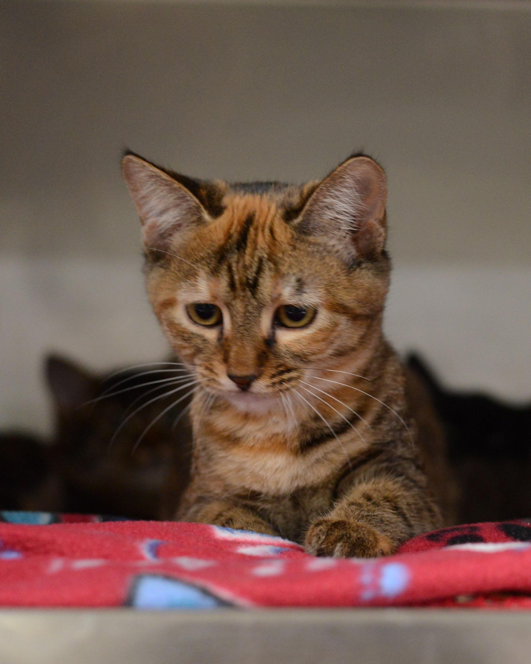 Sierra, adopted, Kitten Female Domestic Short Hair.