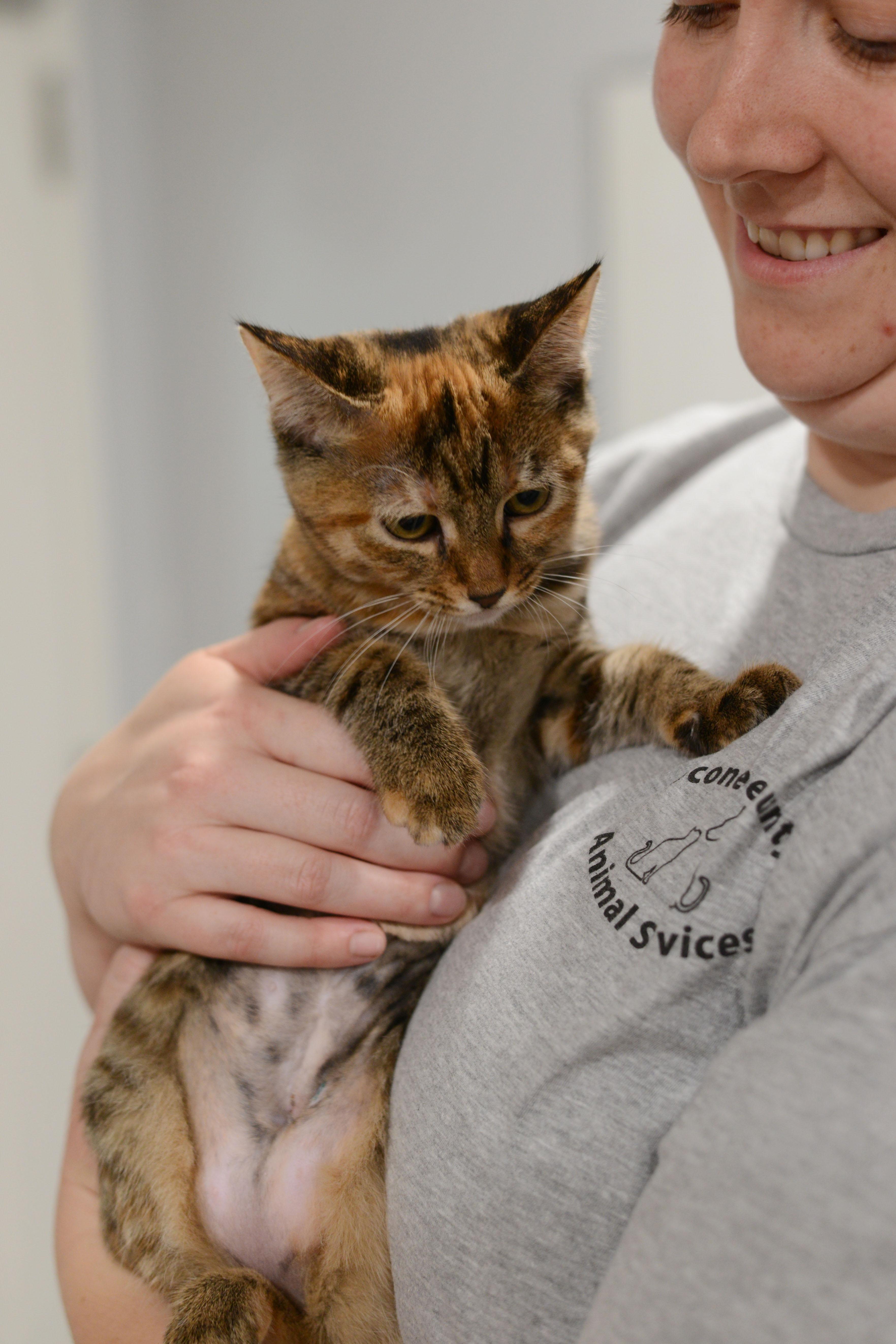 Sierra, an adopted Domestic Short Hair in Bishop, GA image 3/4